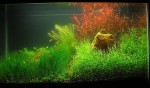 Ten gallon tank entered in the AB 2004 contest