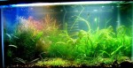 10 gallon from a long time ago