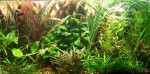 The vacant lot tank