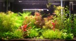 29 Gallon