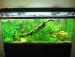 55 Gal