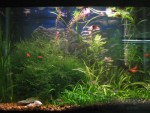 20 Gal
