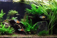 Highlight for Album: Rainbowfish Tanks by Roan
