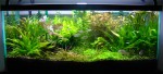 dSerk's 30gal., after trimming, 01-10-2009