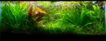 30gal., before trimming, 2-11-2009, any algae is on the camera lense and not the tank ;)