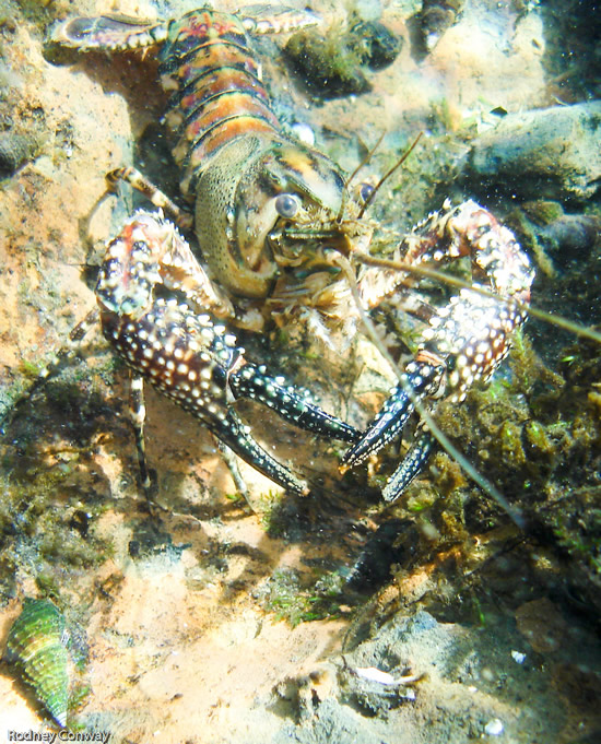 Huge crayfish at Ichetucknee Springs