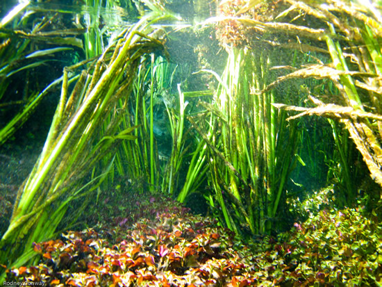 Val and Ludwigia at Ichetucknee Springs