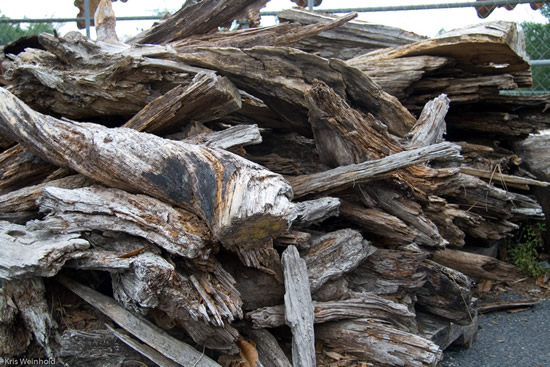 Lots of driftwood at Tom's Cypress