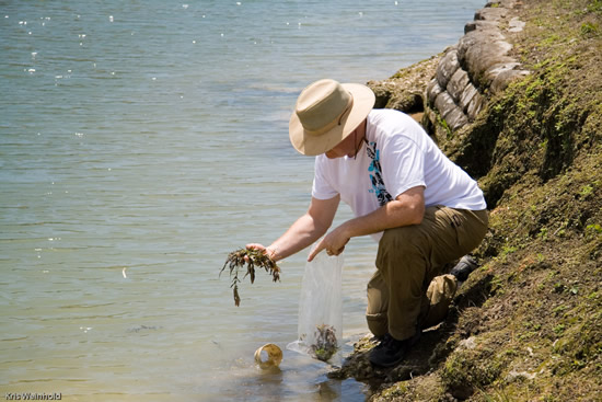 Michael finds H. polysperma