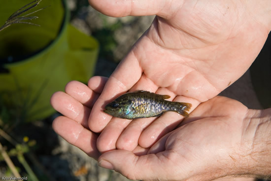 Sunfish we caught