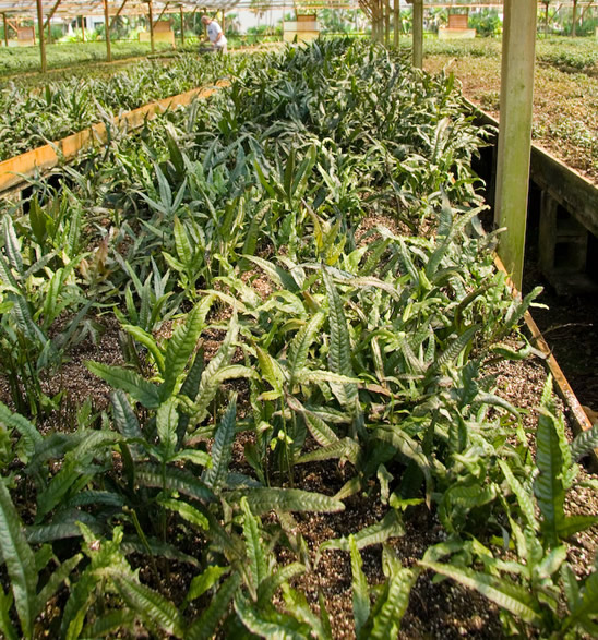 Field of Java Fern