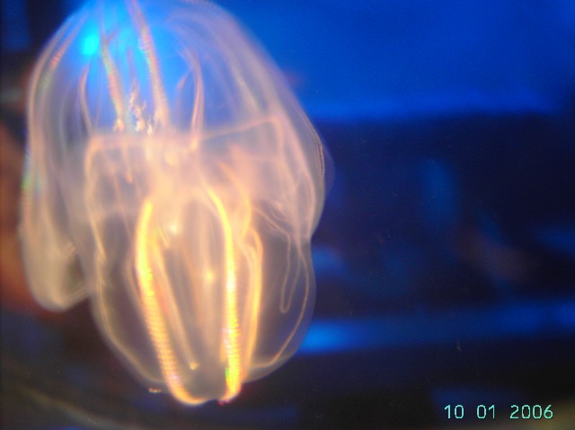local jellyfish, collected from Chesapeak, 2-3 "