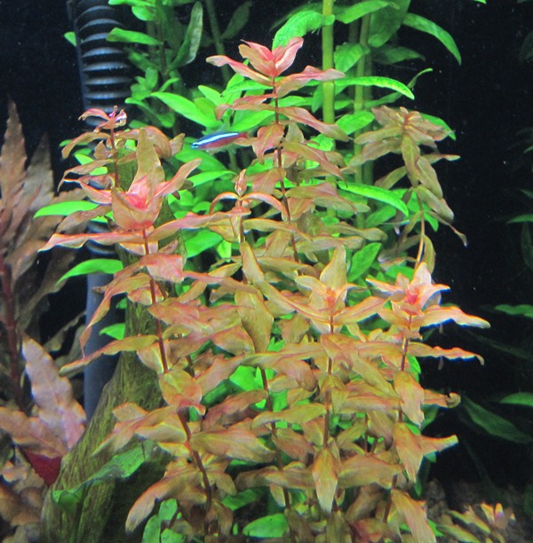 Rotala_sm.jpg