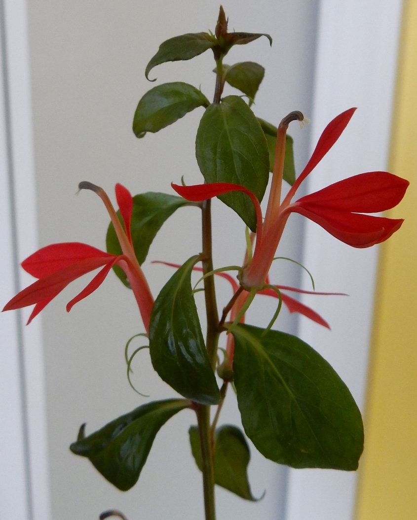 Lobelia cardinalis virag.JPG