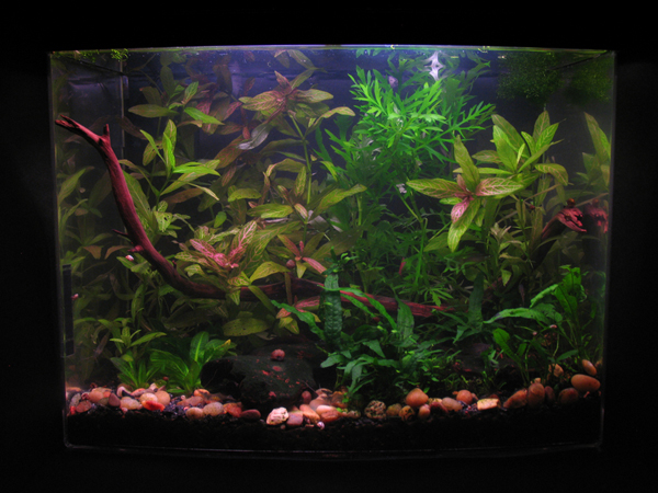 6 gal Eclipse "plant spa &amp; grow out"