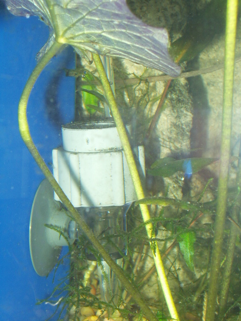 Eheim CO2 reactor, bubble counter at bottom, ceramic plate diffuser not visible.  About twice life size.  Note small bubbles visible.  Bubbles rise about 10", then get hit by filter ouflow, which knocks them around for a while, aiding absorption.