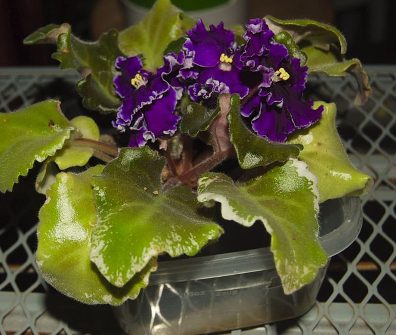 african violet4.JPG