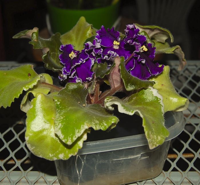 african violet1.JPG