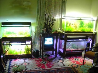 living room with four aquariums